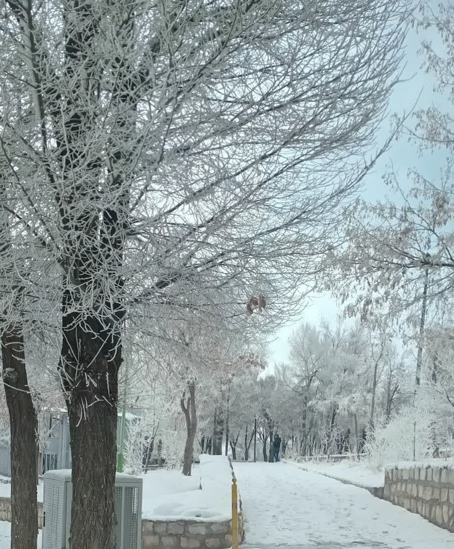 شکوفه های برفی