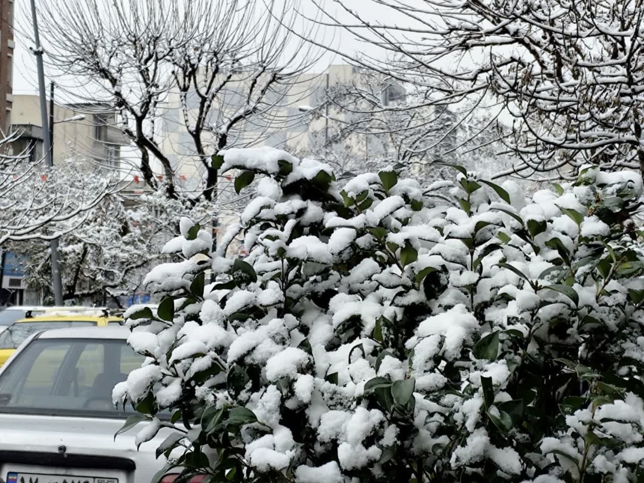 نمای زیبایی از شکوفه های برفی در تهران