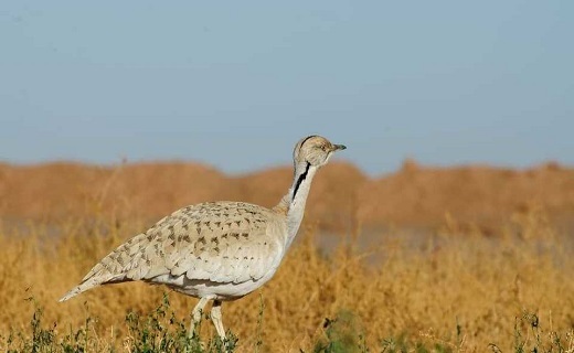 قاچاق هوبره در زیرکوه