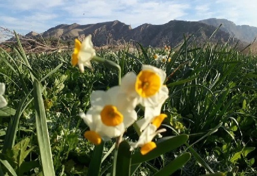 بهار نرگس در پلدختر/ عطر زمستانی جنوب لرستان