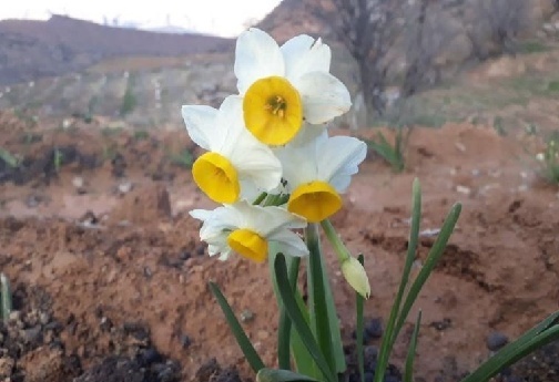 بهار نرگس در پلدختر/ عطر زمستانی جنوب لرستان