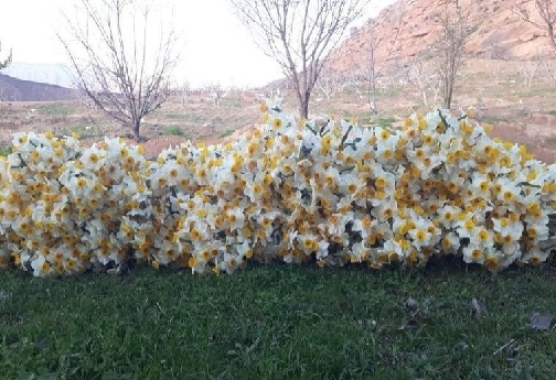 بهار نرگس در پلدختر/ عطر زمستانی جنوب لرستان