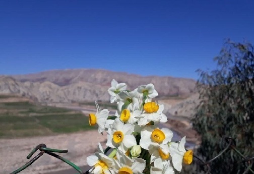 بهار نرگس در پلدختر/ عطر زمستانی جنوب لرستان