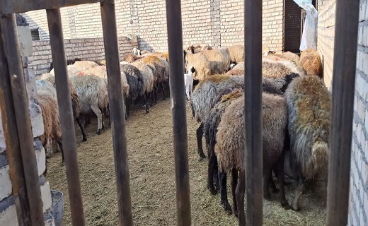 جلوگیری از واگذاری اراضی دامداری با ورود دادستانی قم