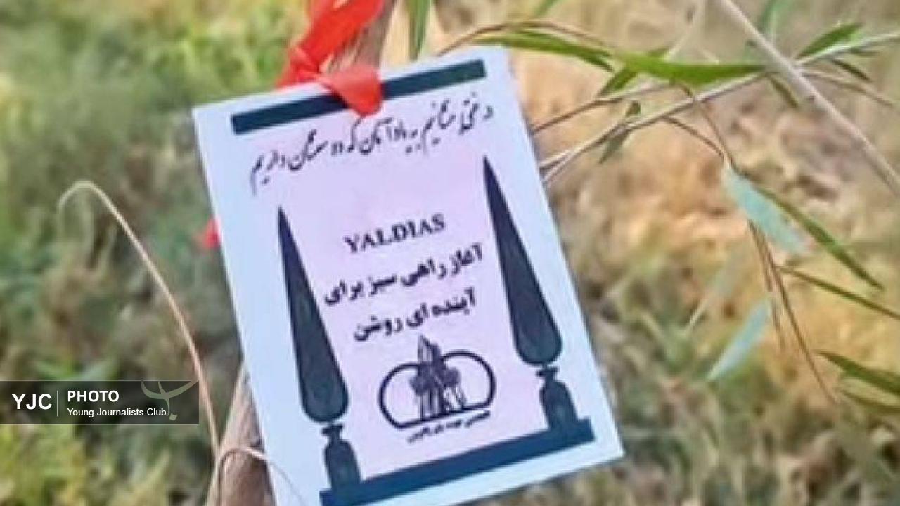 از تولد تا یادبود؛ درختانی که خاطره‌ها را زنده نگه می‌دارند