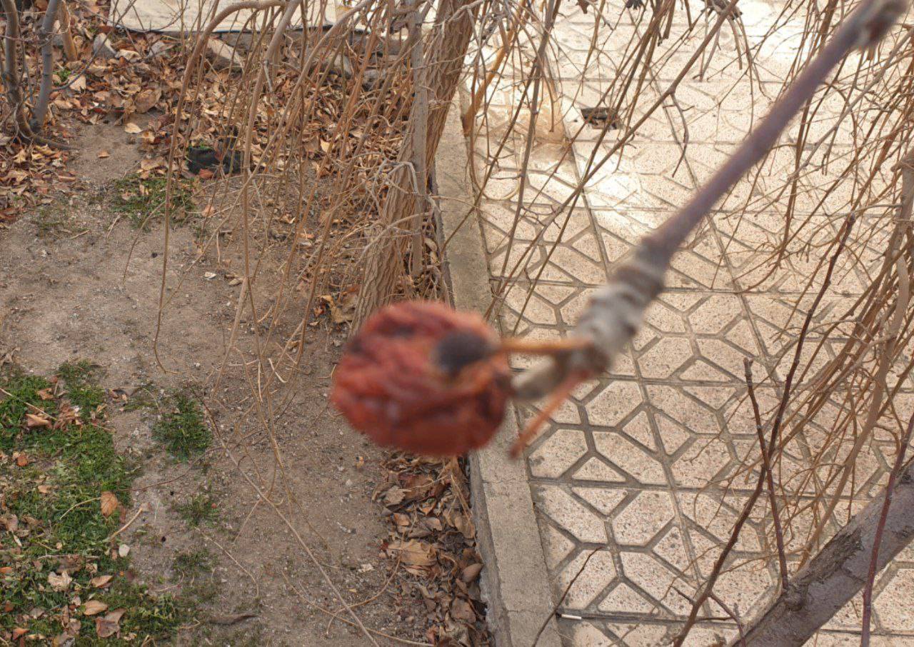 شکوفه های بهاری در زمستان