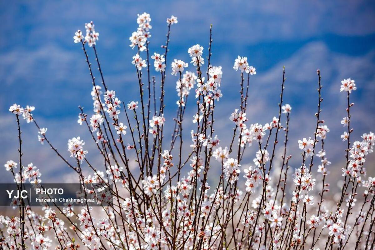 شکوفه‌های درختان بادام در آخرین روز‌های زمستان شیراز