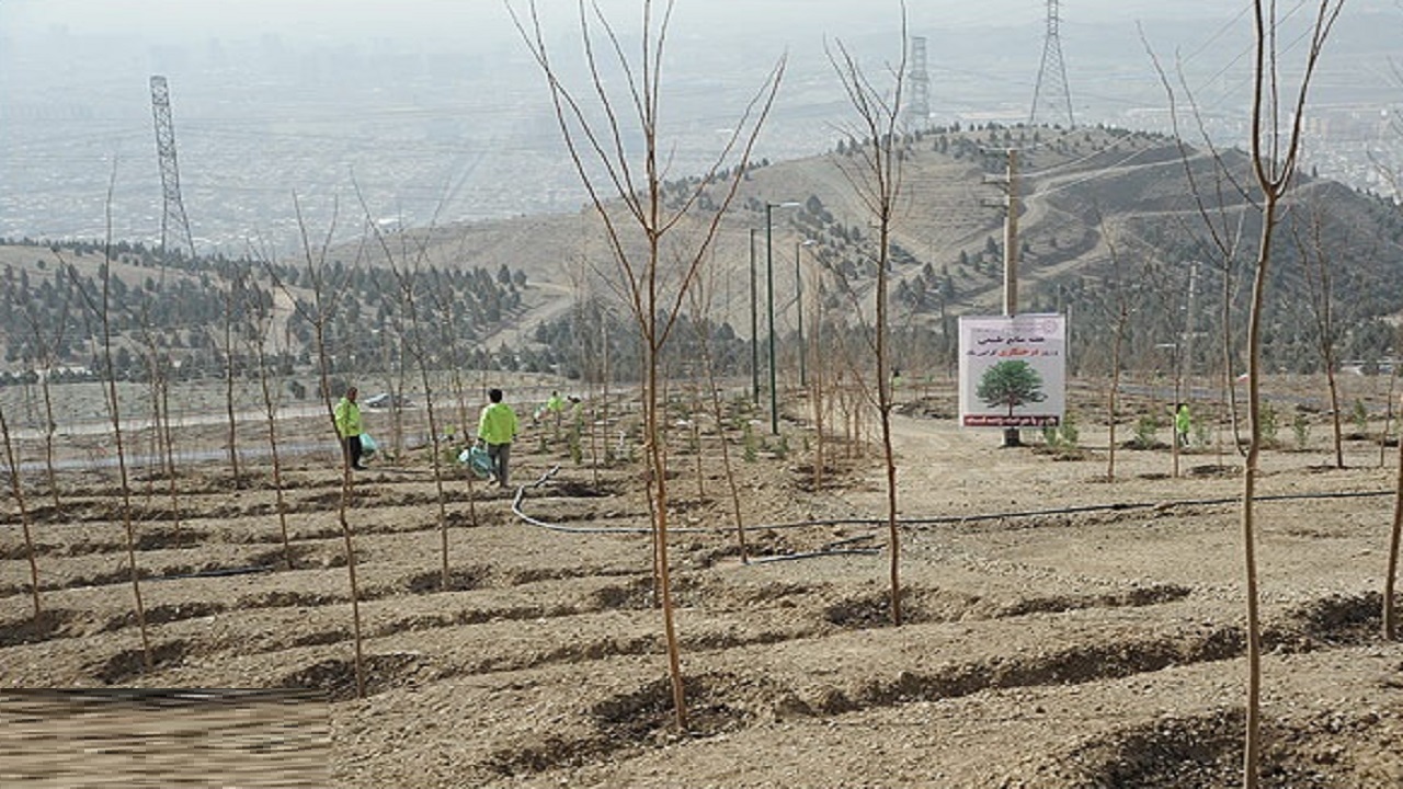 کاشت ۶ هزار اصله نهال در قم اجرا می شود