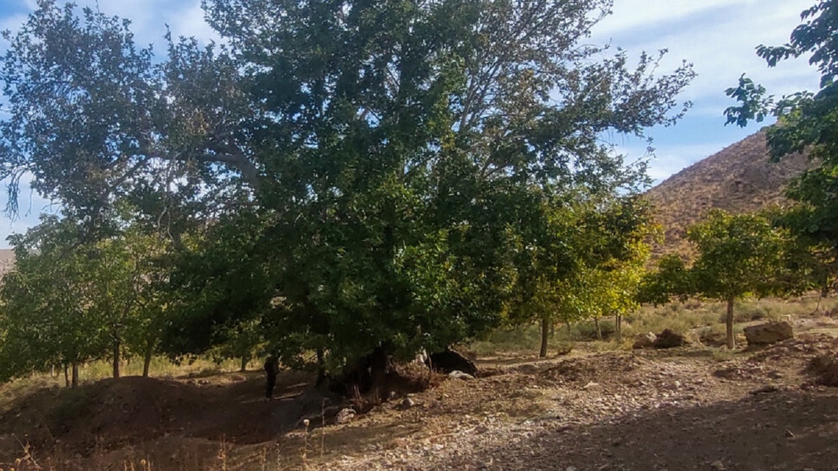 باشگاه خبرنگاران -دو اثر میراث طبیعی زنجان ثبت ملی شد