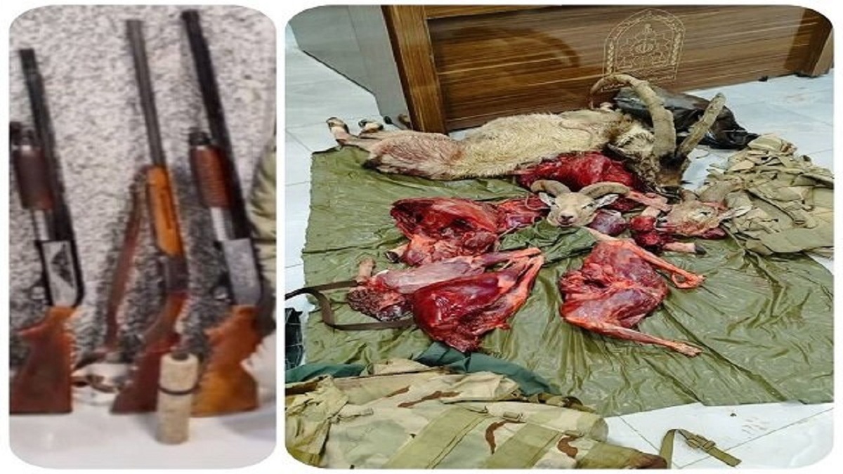 باشگاه خبرنگاران -لاشه ۳ بز و یک کَل وحشی از شکارچیان متواری در کرکس نطنز کشف شد