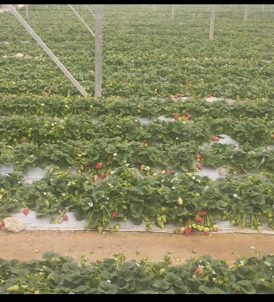 برداشت توت فرنگی از مزارع گلخانه‌ای و فضای باز اندیمشک