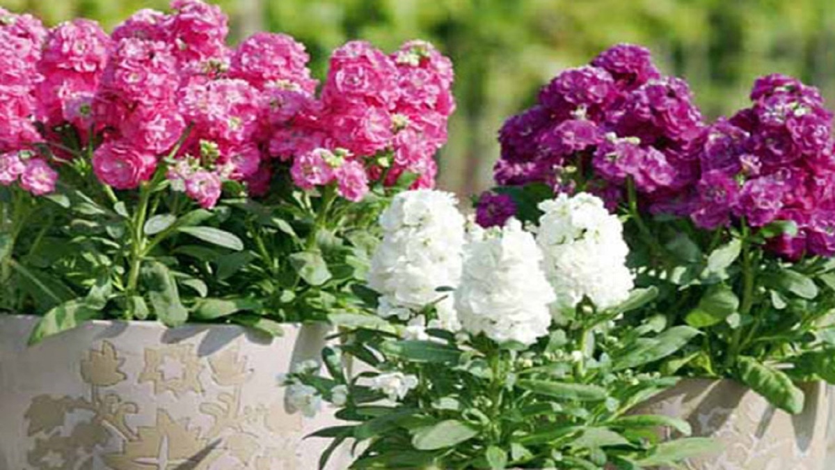 باشگاه خبرنگاران -اصفهان همچنان پیشتاز تولید گل شبو + فیلم