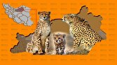 باشگاه خبرنگاران -تقویت زیرساخت‌های ارتباطی زیستگاه یوزپلنگ در سمنان چشم‌انتظار موافقت وزیر ارتباطات
