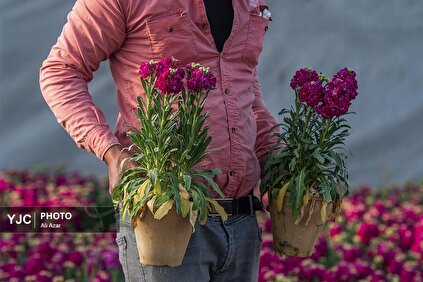 خمینی شهر اصفهان، پایتخت گل شب بو ایران