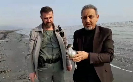 نجات یک پرنده آبزی در خطر انقراض در تالش