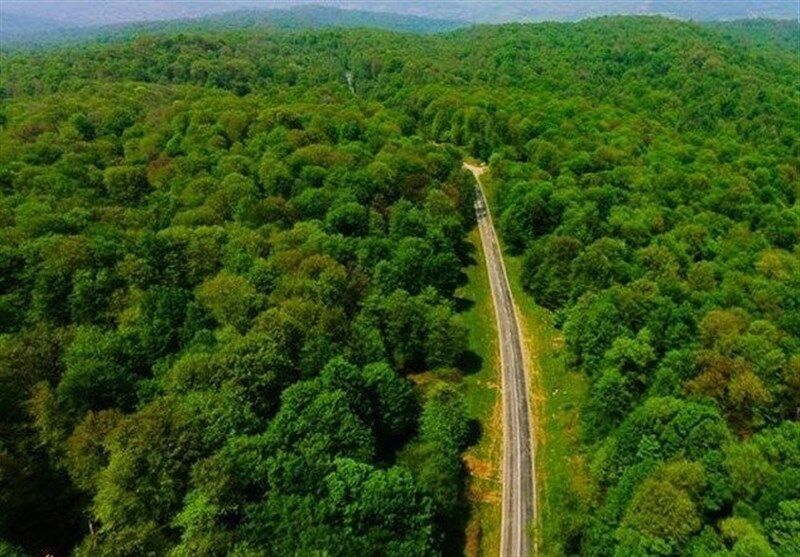 جنگل&zwnj;خواری در سکوت نوروزی، تهدید جدی برای جنگل&zwnj;های مازندران در تعطیلات بهاری