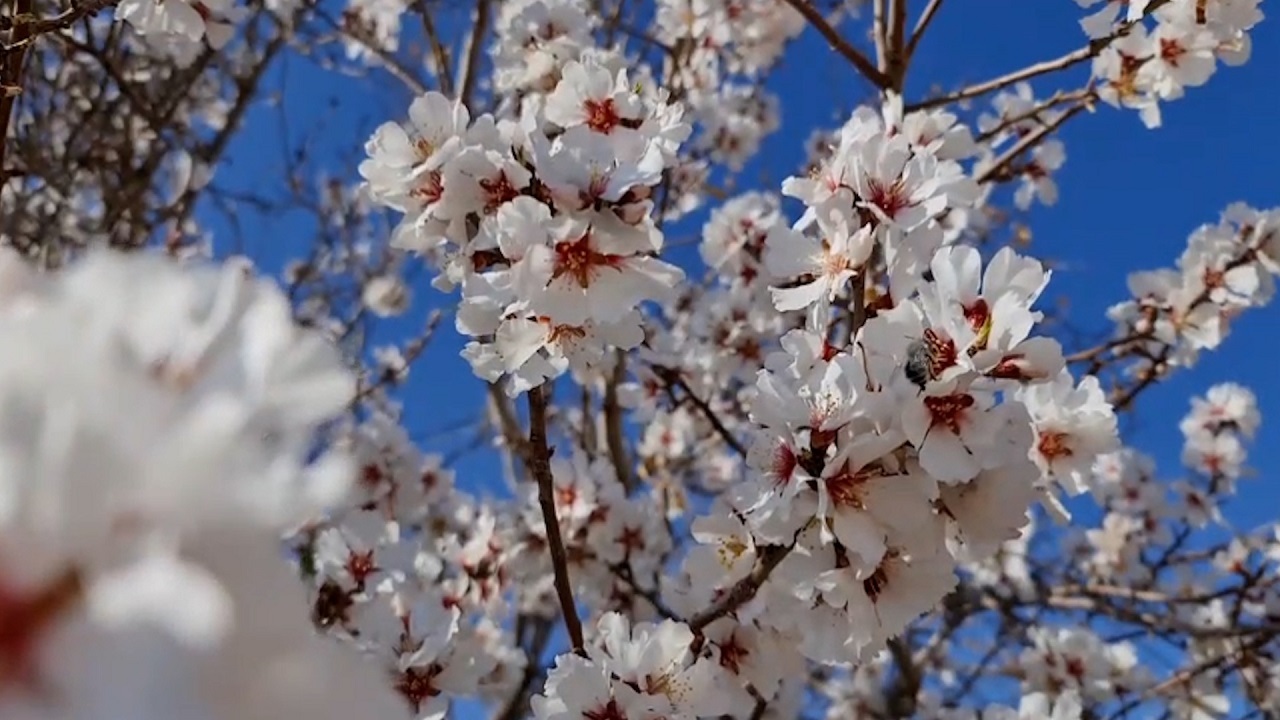 جلوه  شکوفه‌های درختان بادام در خور و بیابانک