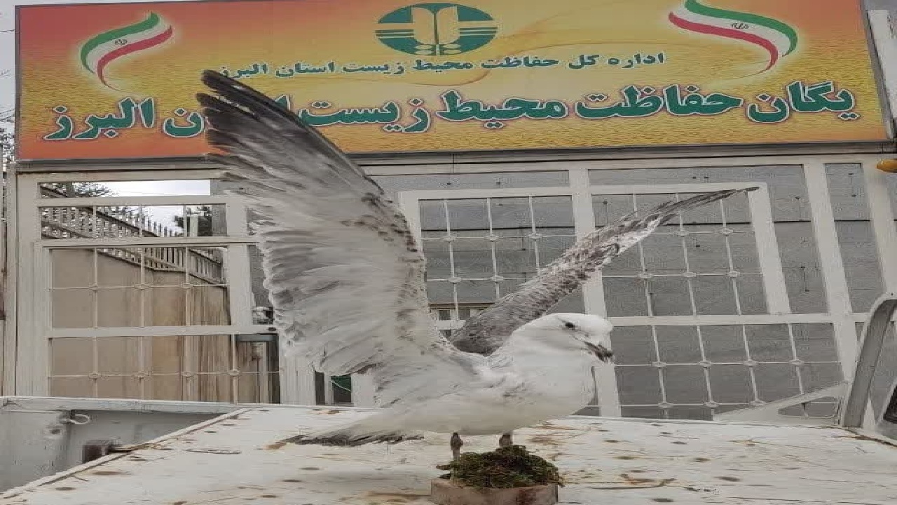 کشف و ضبط یک پرنده تاکسیدرمی شده در کرج