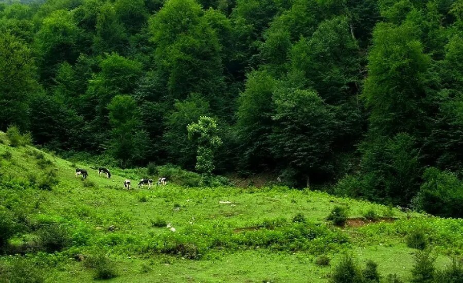 گلستان، سرزمین جنگل&zwnj;های بکر و آرامش&zwnj;بخش برای عاشقان طبیعت