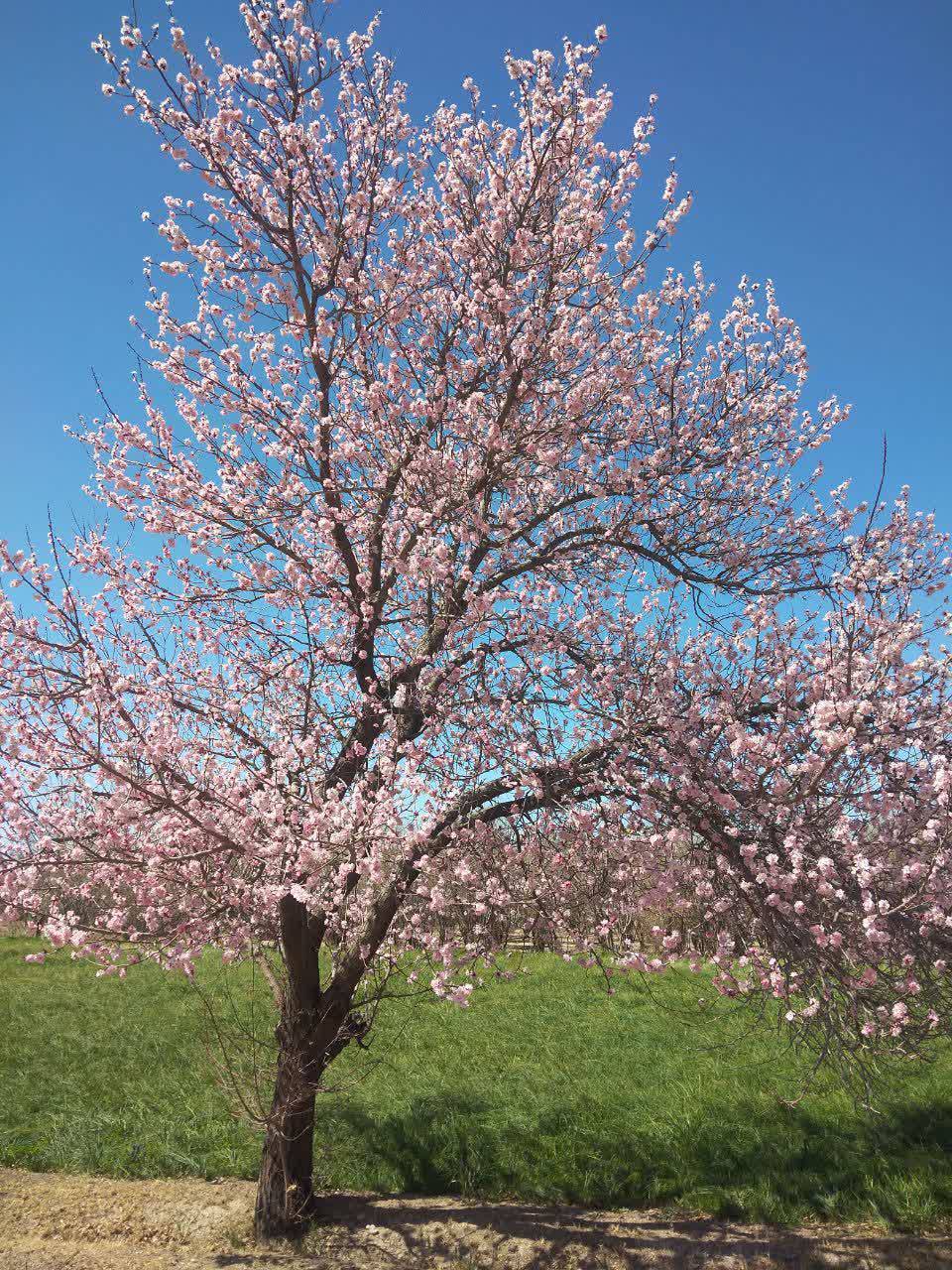 شکوفه های بهاری