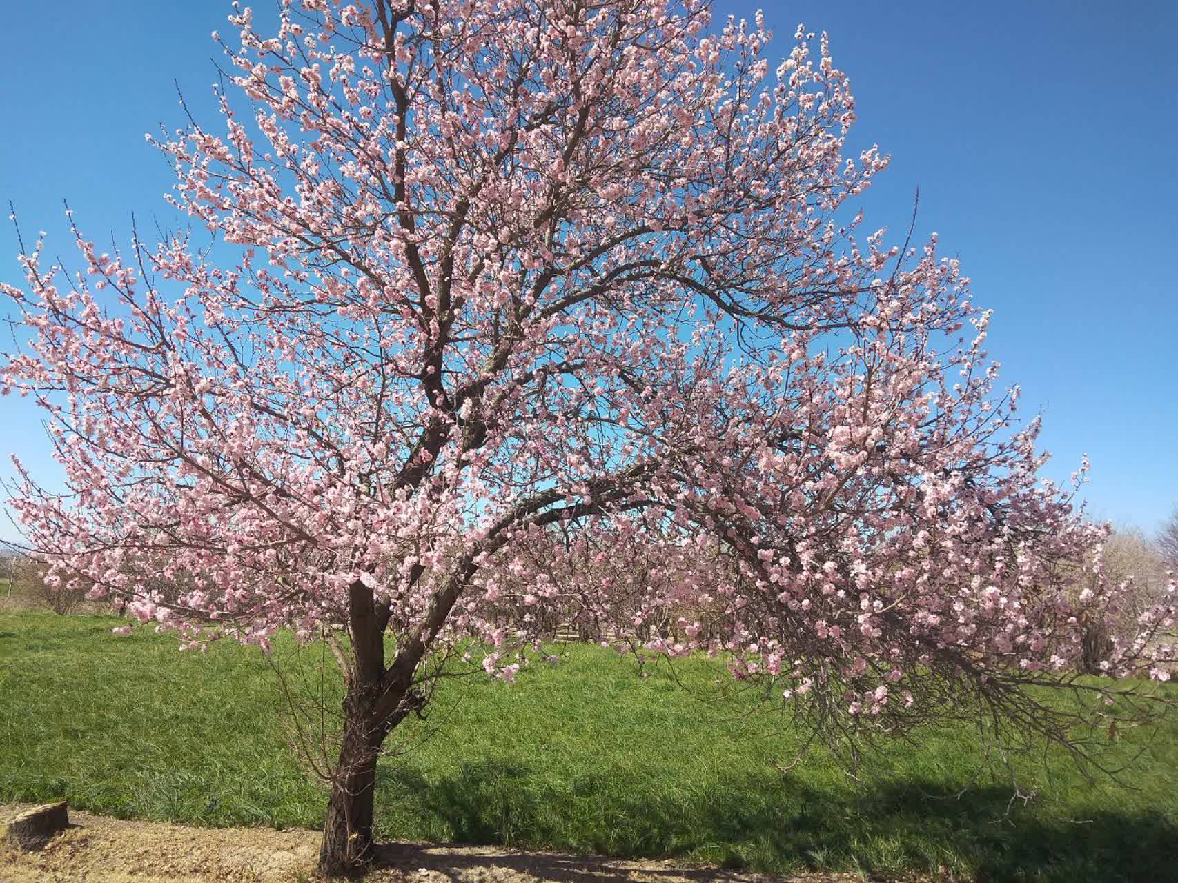 شکوفه های بهاری