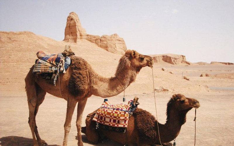شتر سواری