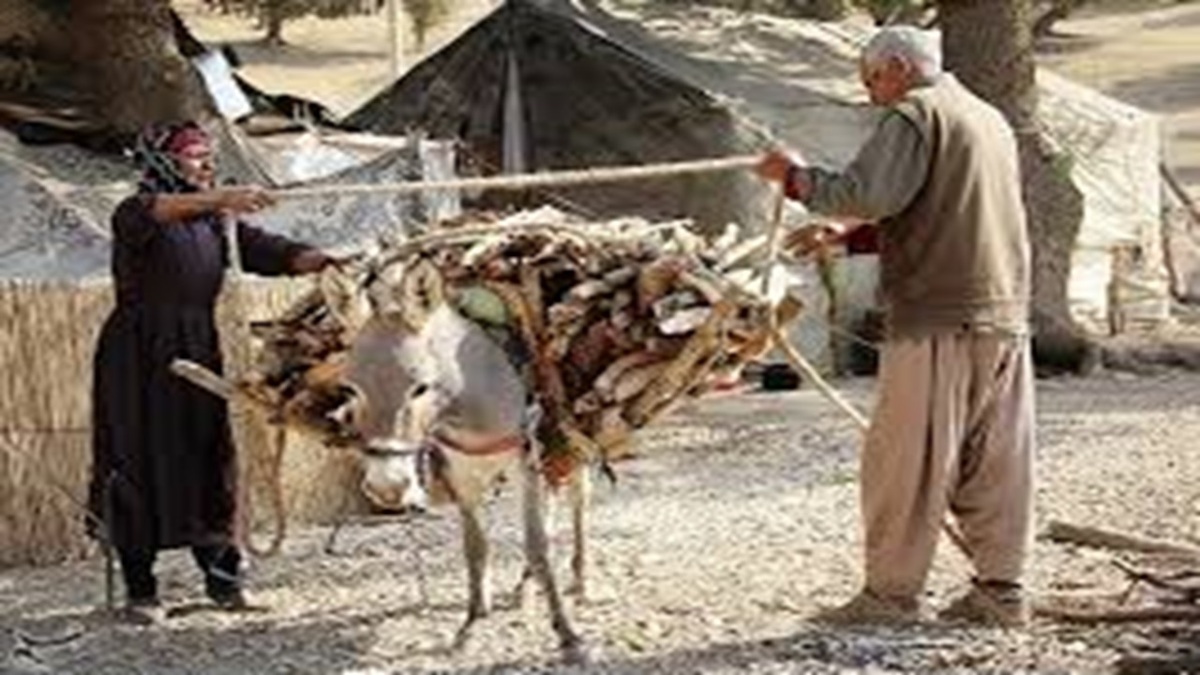 عزم و اراده دامدار نمونه مروستی + فیلم