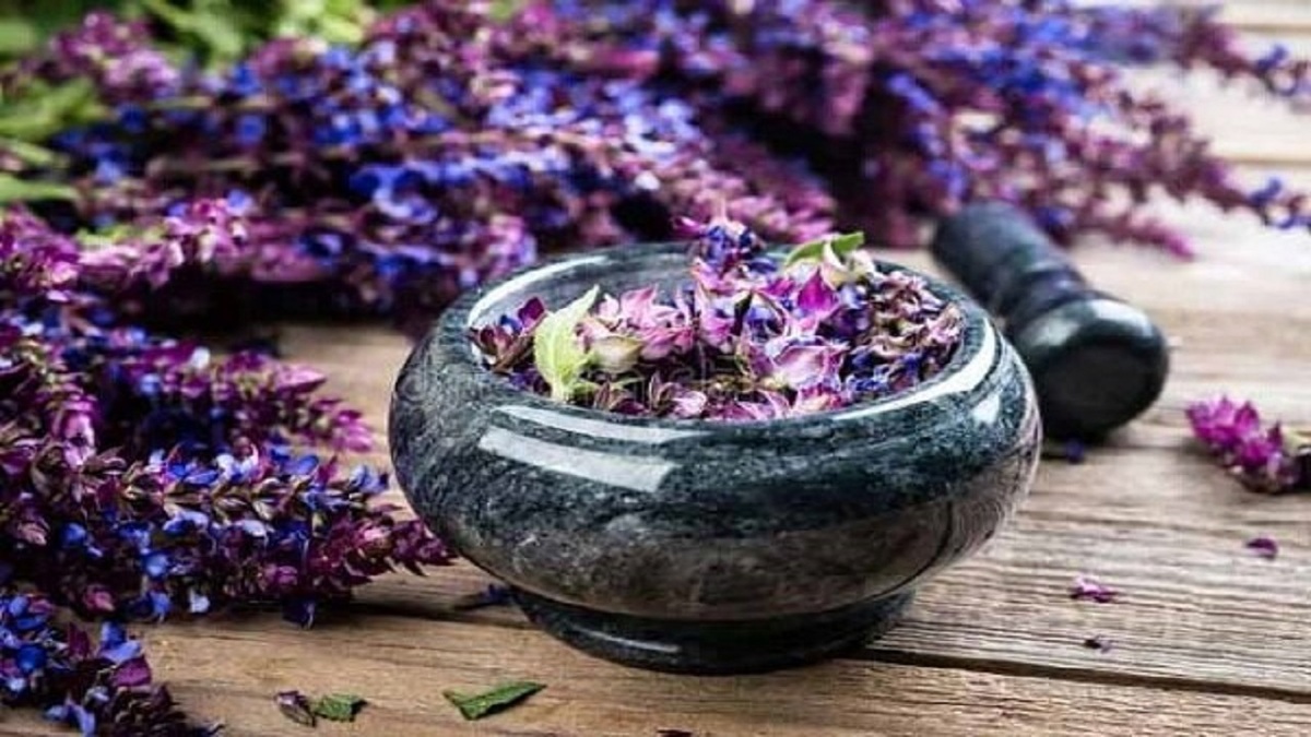 باشگاه خبرنگاران -گیاهی شگفت انگیز برای سلامت، زیبایی و تناسب اندام