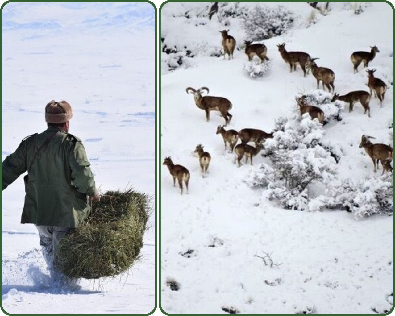 آماده باش محیط بانان مازندران برای حفاظت از حیات وحش در سرما