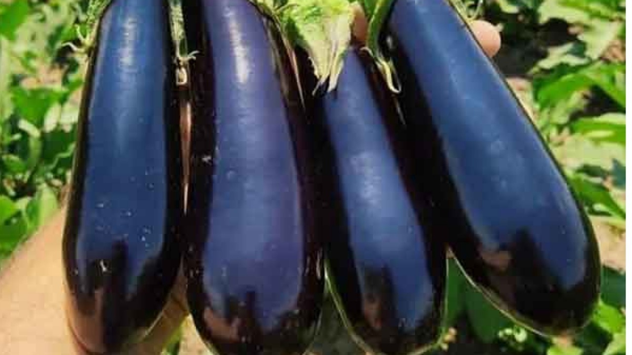 برداشت ۴۲ هزار تن بادمجان گلخانه‌ای از گلخانه‌های جنوب کرمان
