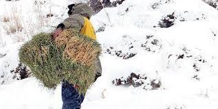۹۰۰ کیلوگرم علوفه برای تغذیه حیات وحش سقز توزیع شد