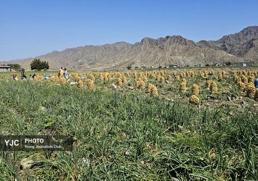 آغاز برداشت پیاز  از اراضی کشاورزی بخش شمیل بندرعباس