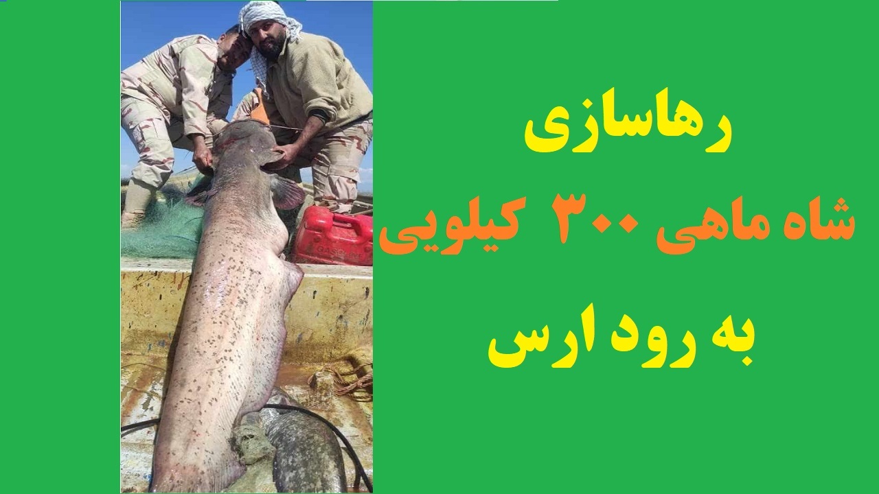 شاه ماهی ۳۰۰ کیلویی به رود ارس برگشت