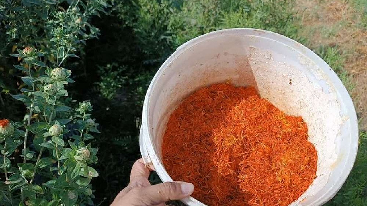 برداشت گلرنگ از ۳۲۰ هکتار اراضی در کرمان