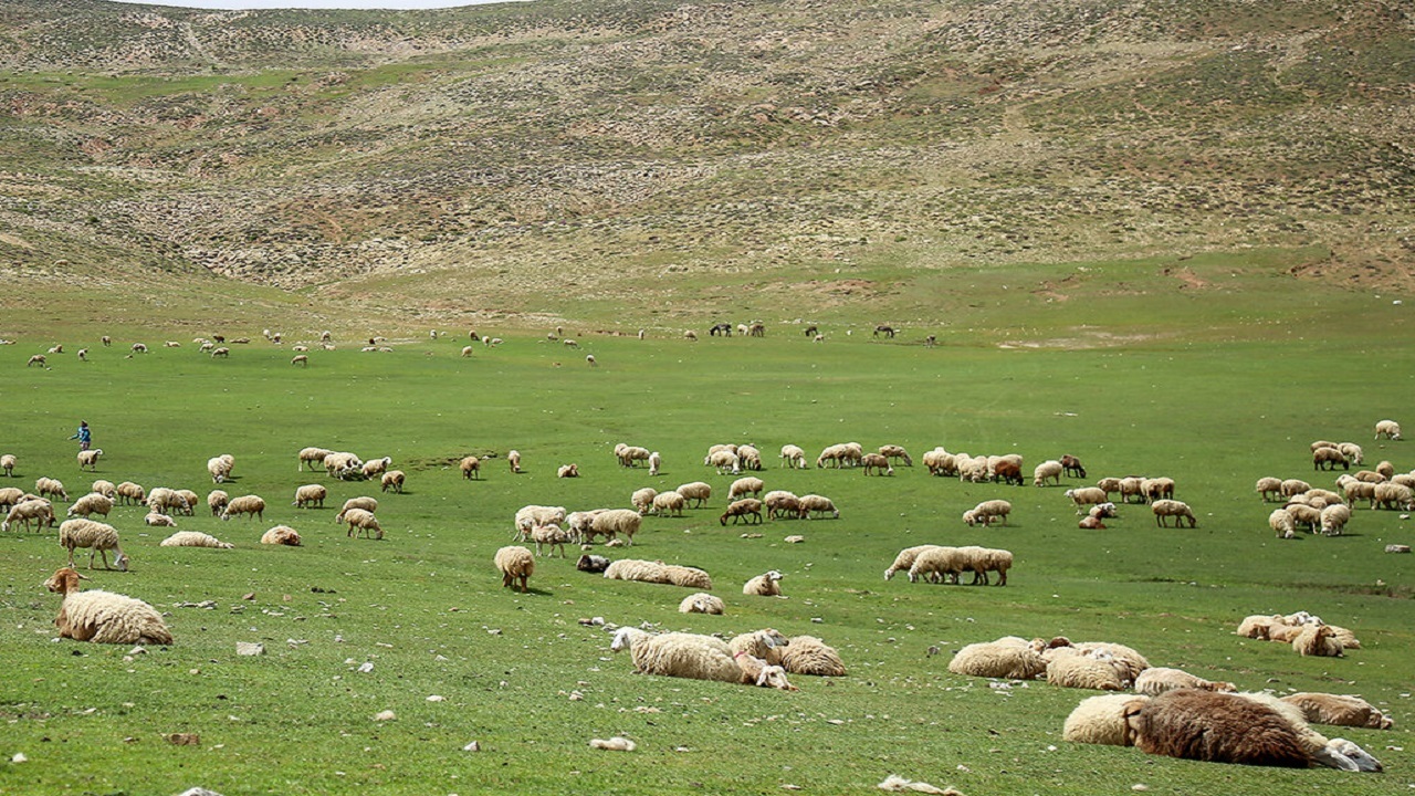 افزون‌ بر ۱۳۰ هزار هکتار از مراتع تربت‌حیدریه ممیزی شد