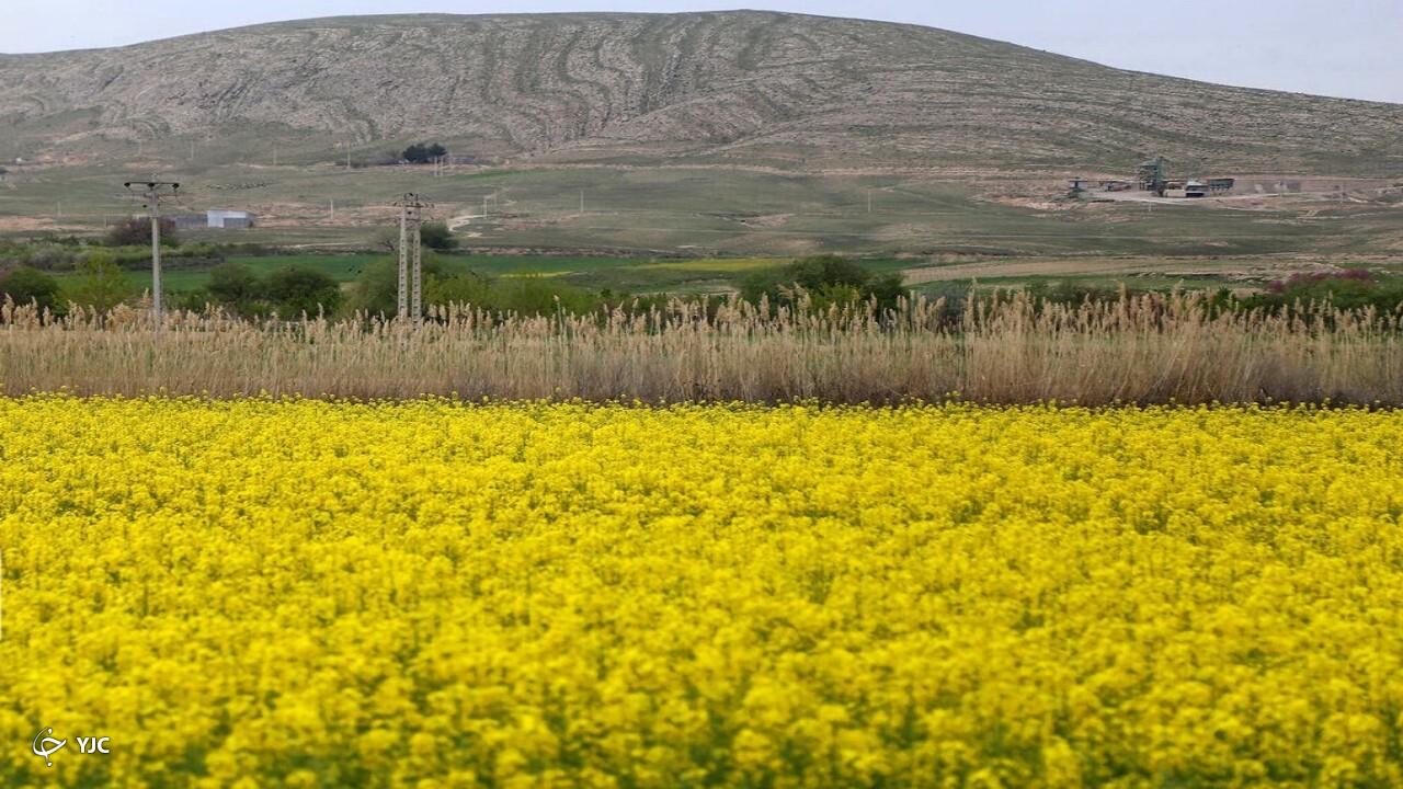 سطح زیرکشت کلزا در آذربایجان‌غربی ۲ برابر شد/پیش‌بینی برداشت حدود ۱۲ هزار تنی