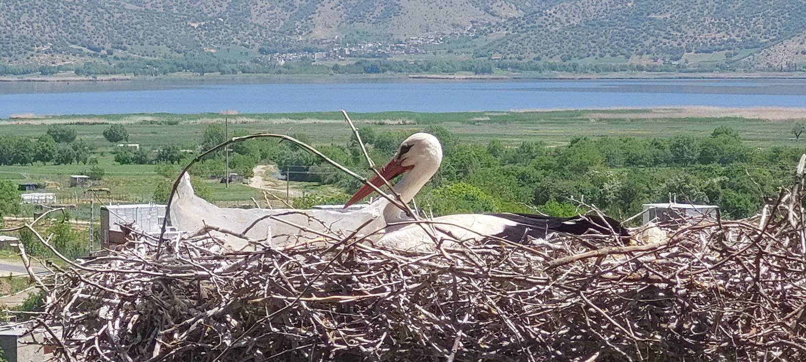 روستایی در مریوان که میزبان لک لک های مهاجر است