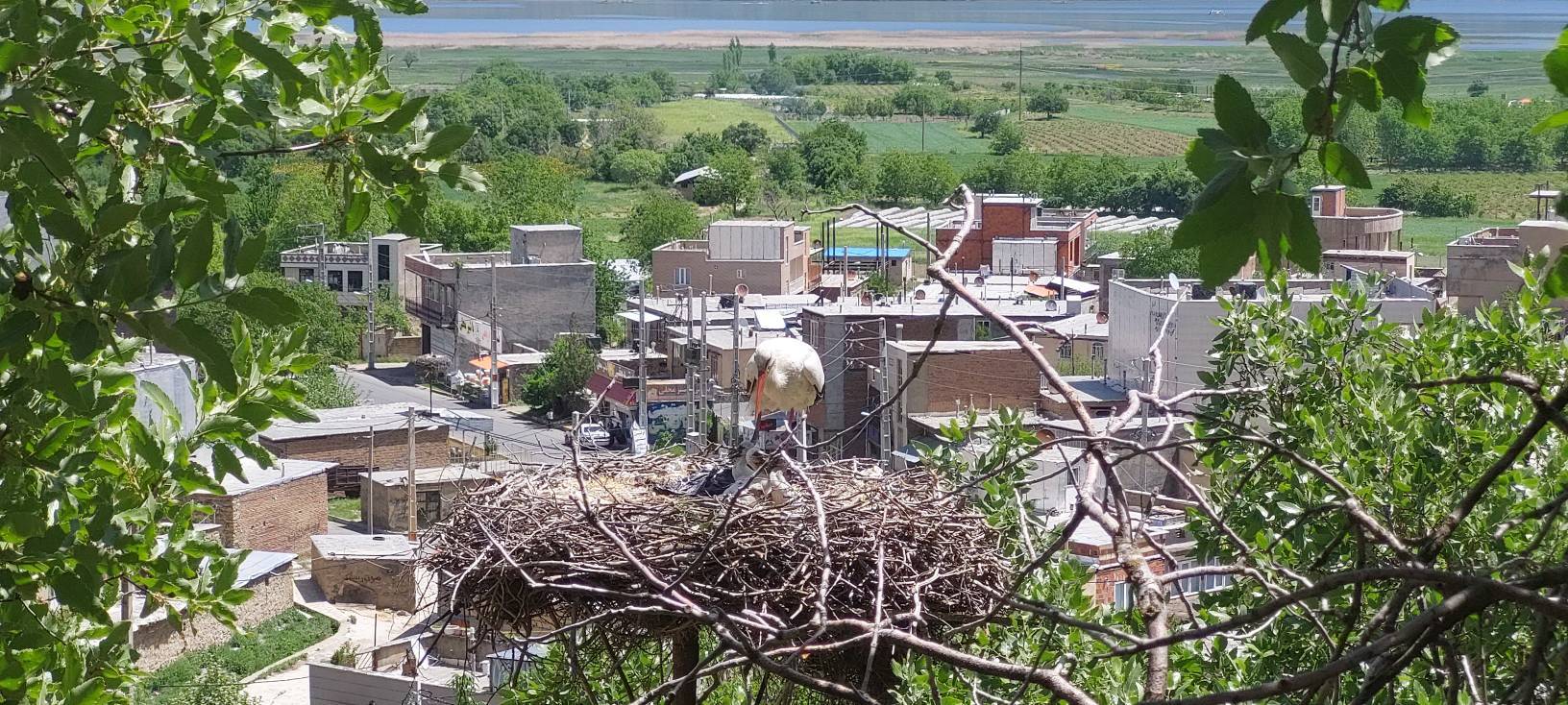 لانه اردک ها در روستای درتفی