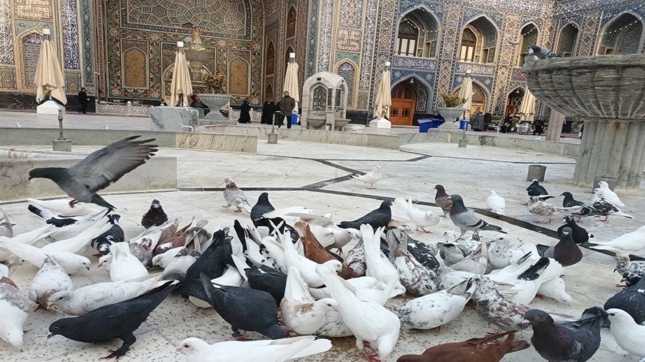 قابی خاطره انگیز از لحظه قدم زدن کبوتر حرم در بین زائران امام رضا (ع)