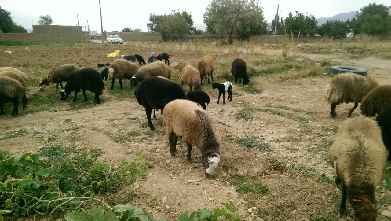 چرای گوسفندان
