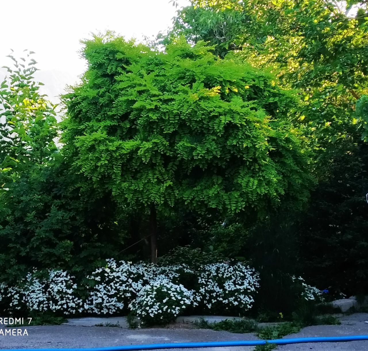 طبیعت بهاری