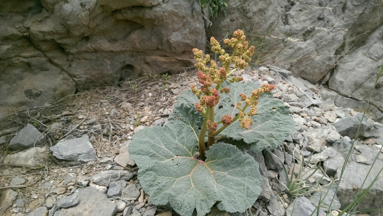 گیاه خودرو