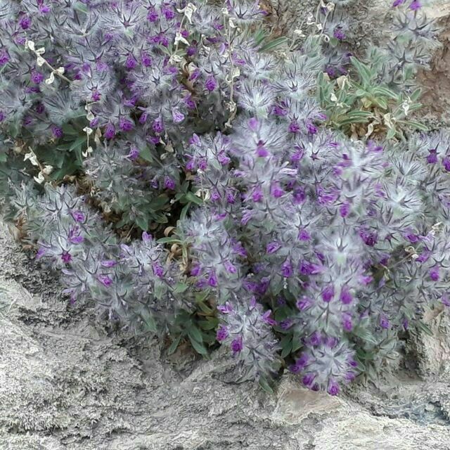 گیاهان دارویی