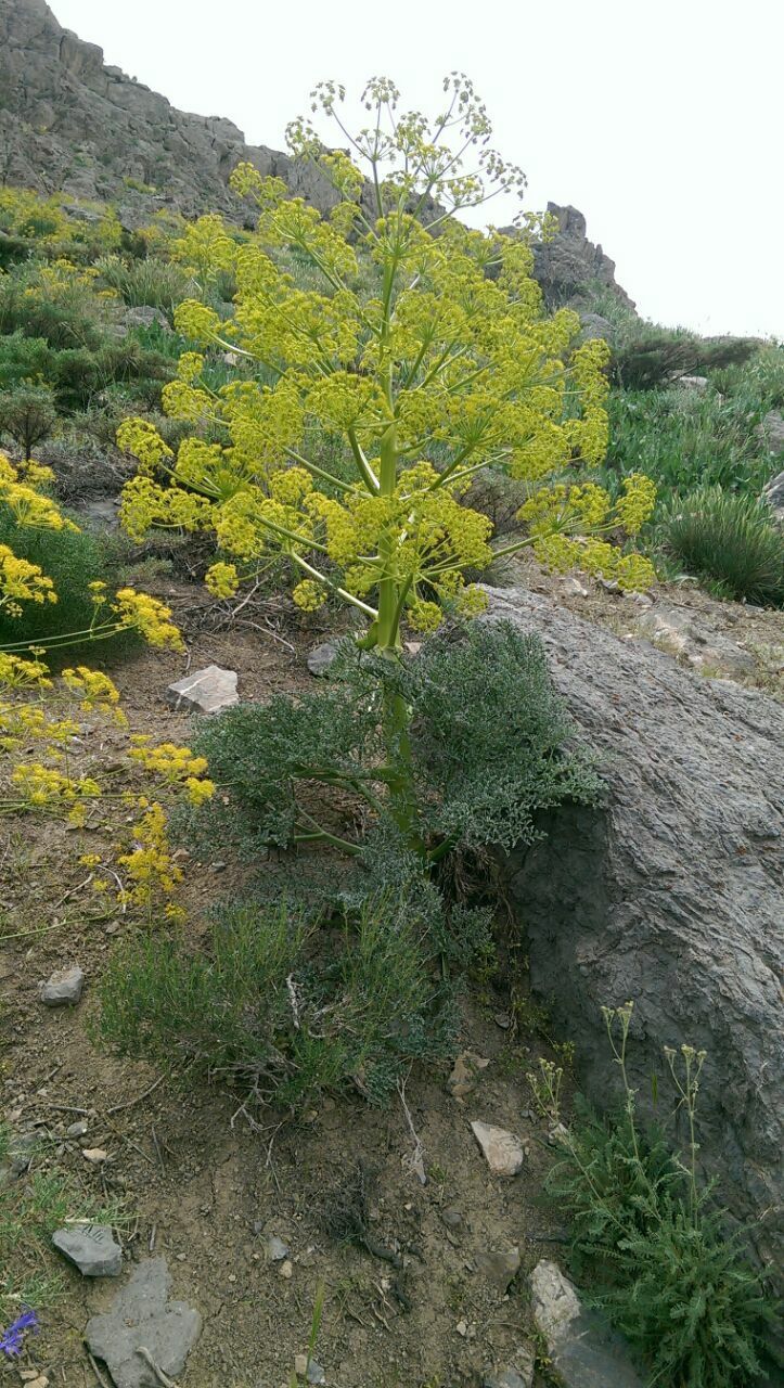 گیاهانی کوهی