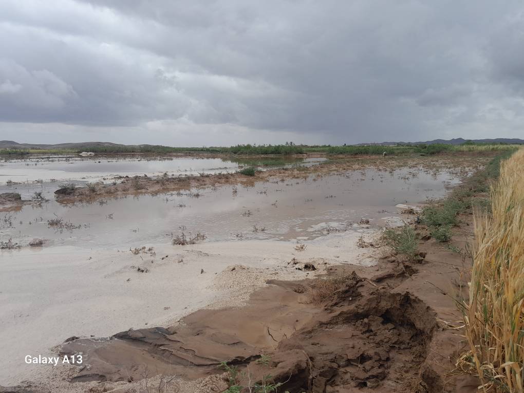 سیل در مزارع گندم