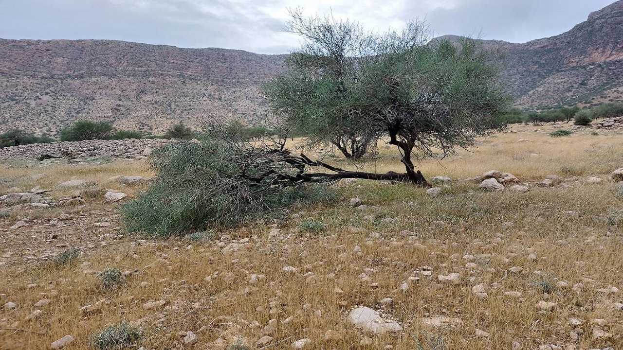 وزش تندباد در روستای الیف به درختان بادام خسارت زد + فیلم