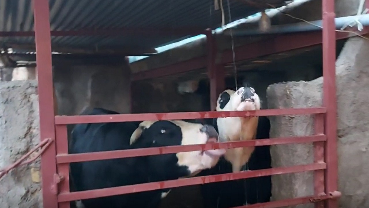 حرکت جالب گاو‌ها هنگام بارش باران در روستای توآباد + فیلم
