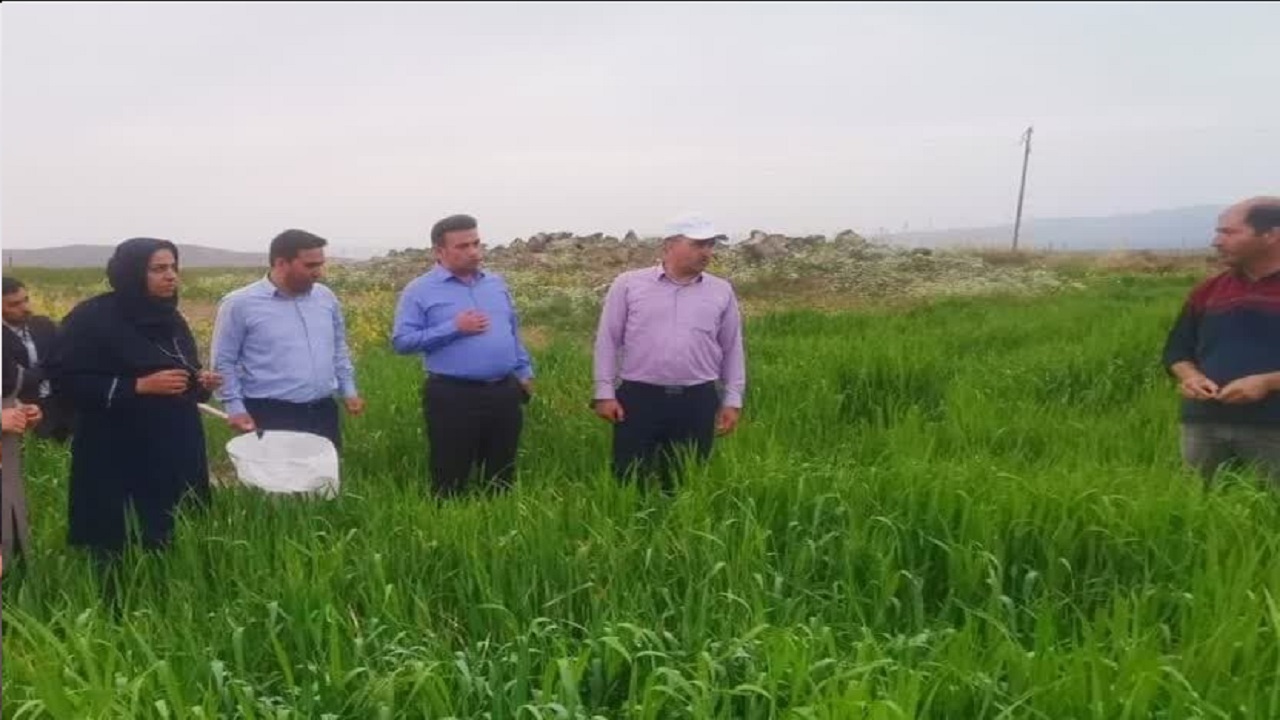 سمپاشی ۱۸۱۶ هکتار از مزارع ارومیه بر علیه آفت سن غلات