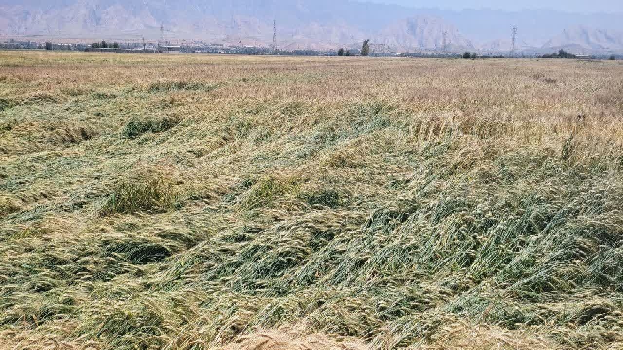 سیل و تگرگ، جان مزارع کازرون را گرفت + تصاویر