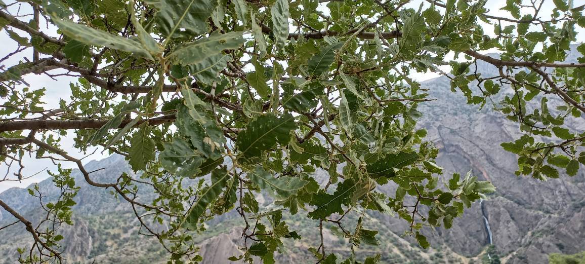 نابودی برگ های درختان